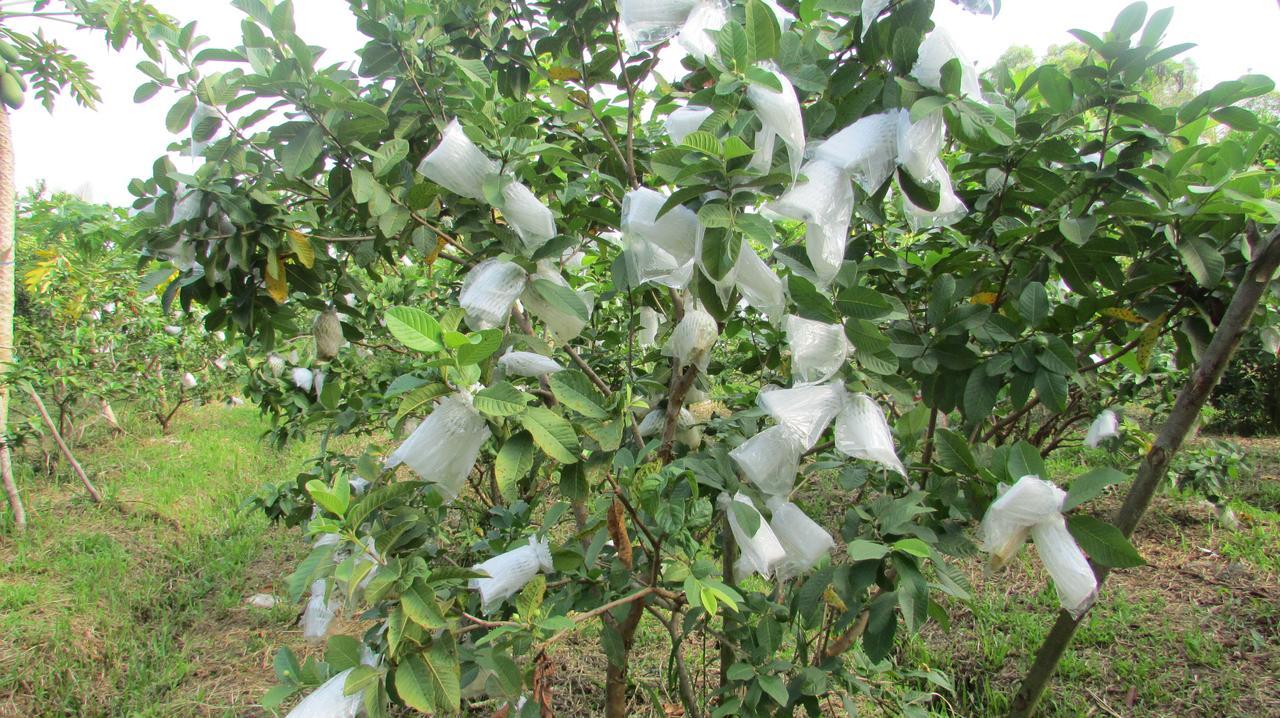Orchard Fruit Farm Bungalow Phu Quoc Dış mekan fotoğraf