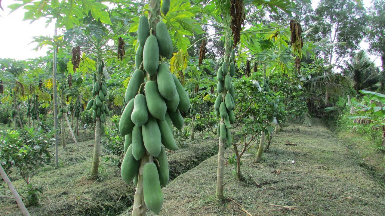 Orchard Fruit Farm Bungalow Phu Quoc Dış mekan fotoğraf