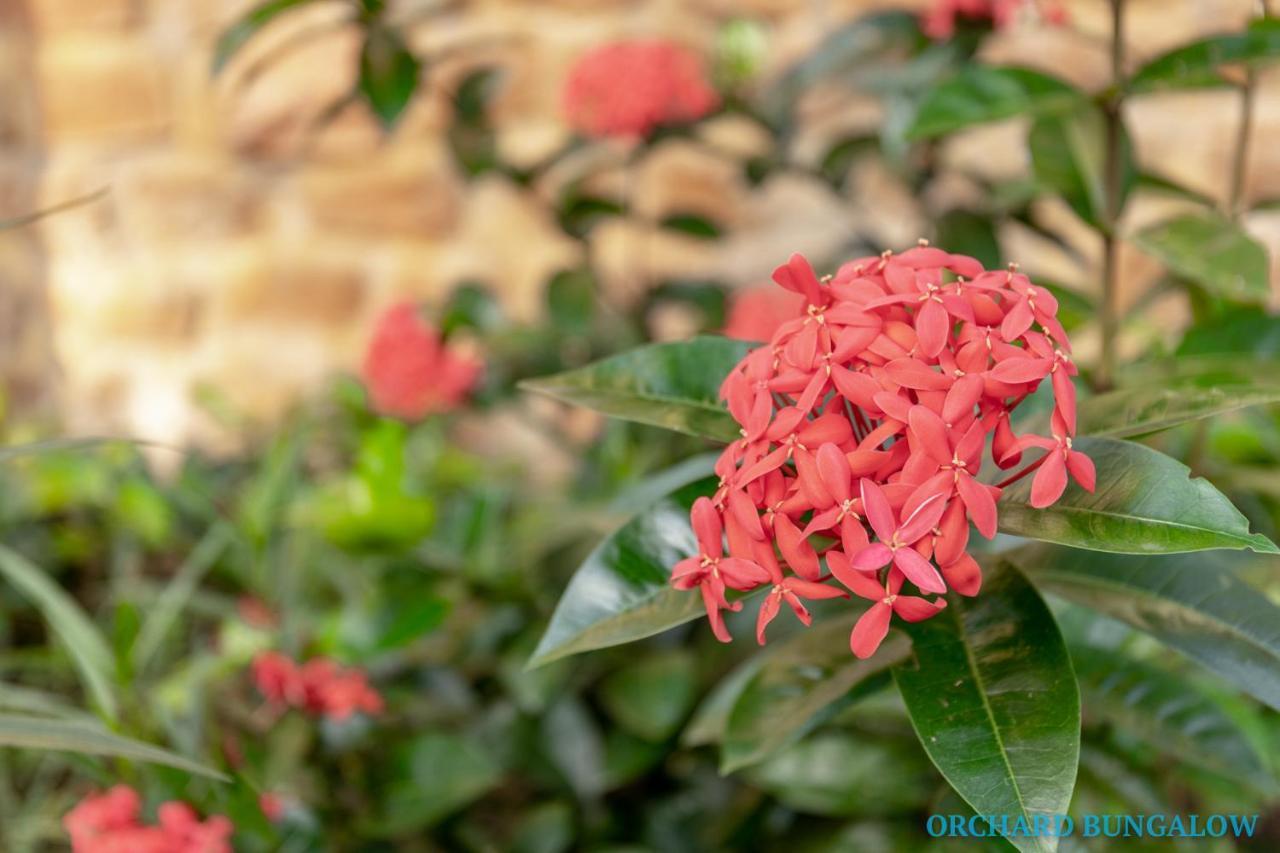 Orchard Fruit Farm Bungalow Phu Quoc Dış mekan fotoğraf